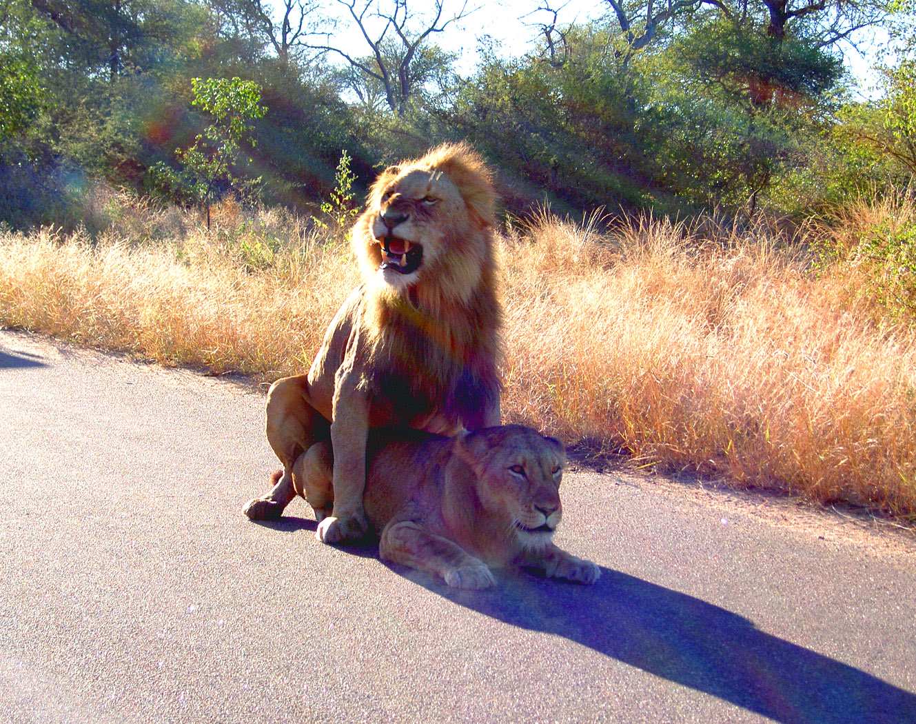 Kruger - Male and Female Lion in Road-2.jpg